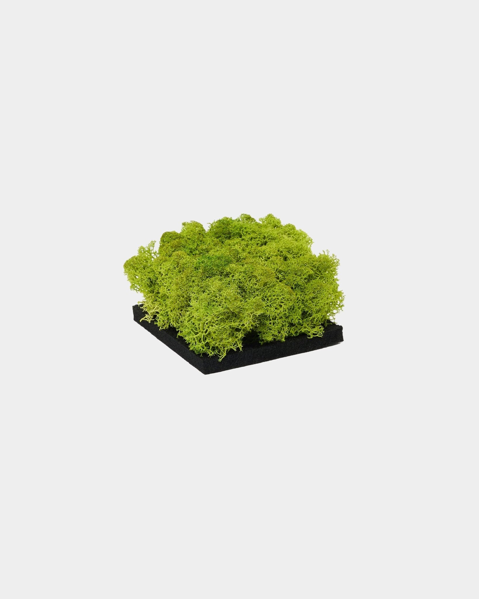 WoodUpp Moss-Muster des Akustikpaneel in Apple Green, mit leuchtend grünem konserviertem moss auf einer blacken Basis, vor schlicht weißem Hintergrund präsentiert.
