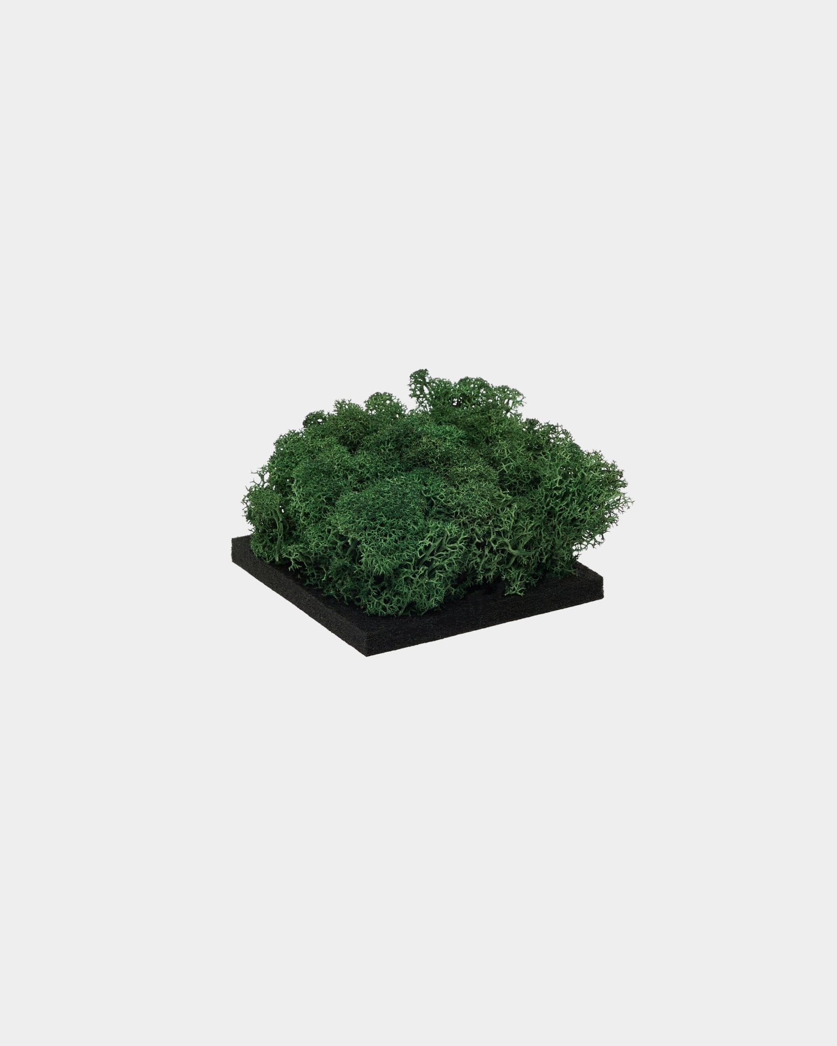 WoodUpp Moss-Muster in Moss Green mit dichtem, konserviertem grünem moss auf einer quadratischen blacken Basis, präsentiert vor schlicht weißem Hintergrund.