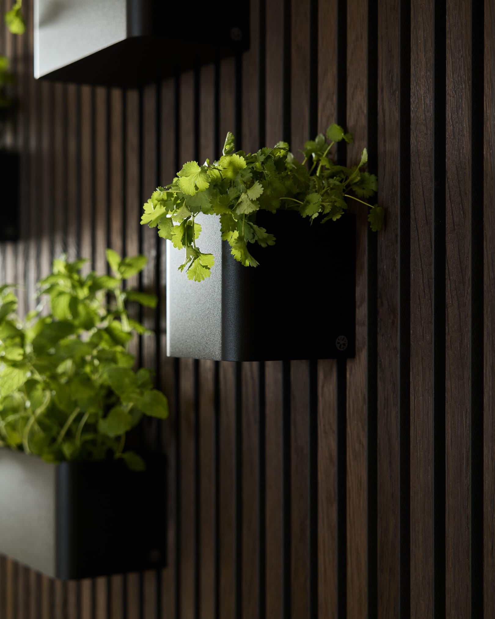 Des plantes vertes dans la WoodUpp Norr Plant Box, 11.9 cm Black, sur fond de mur en panneaux acoustiques en bois foncé vertical.