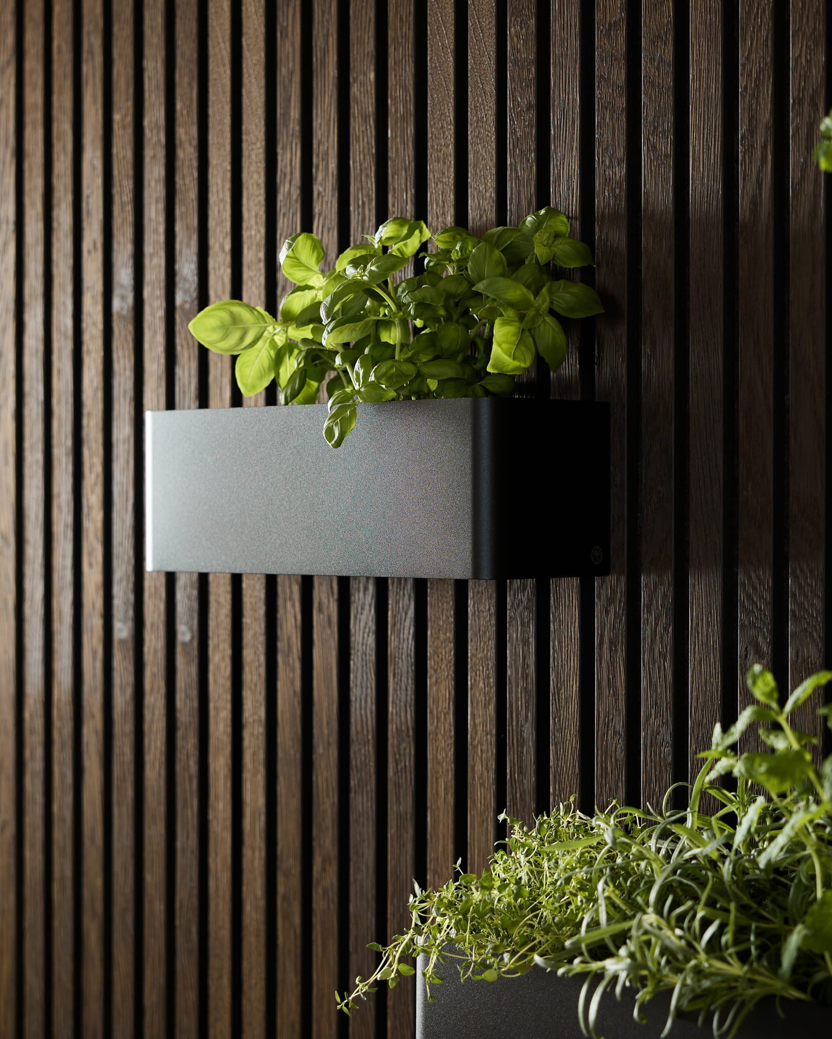 Un WoodUpp black Norr Plant Box (35,9 cm) avec du basilic vert est placé sur un panneau acoustique foncé à lattes, à côté d’une autre jardinière avec des herbes feuillues.